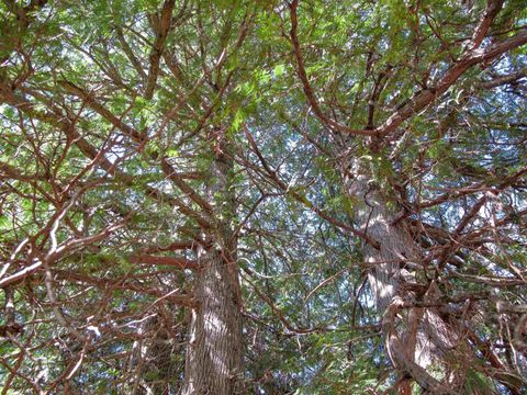 Tiny photo for YYY Big Cedar Trl, Lutsen, MN 55612 (MLS # 6125494)