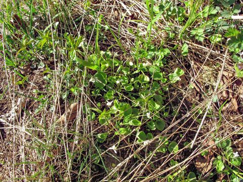 Tiny photo for YYY Big Cedar Trl, Lutsen, MN 55612 (MLS # 6125494)