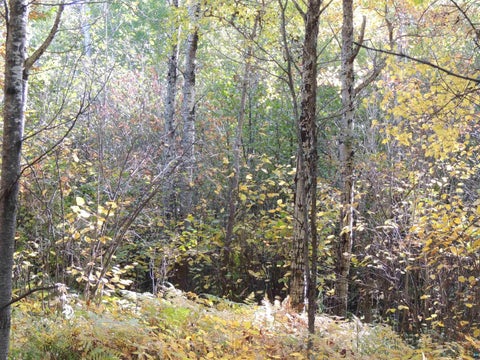 Tiny photo for XB Brandon Ln, Grand Marais, MN 55604 (MLS # 6128285)