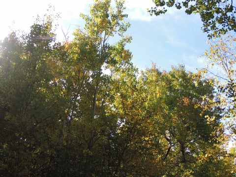 Tiny photo for XB Brandon Ln, Grand Marais, MN 55604 (MLS # 6128285)