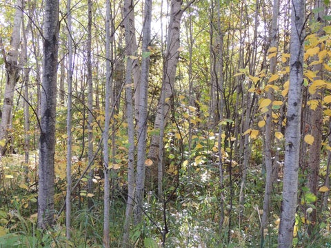Tiny photo for XB Brandon Ln, Grand Marais, MN 55604 (MLS # 6128285)