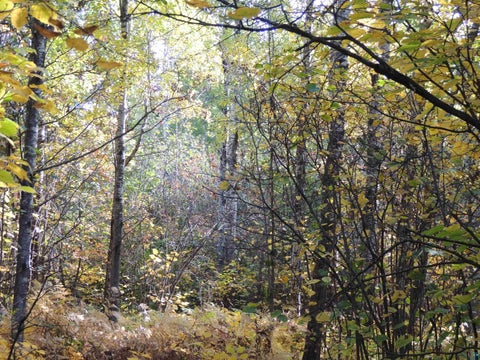 Tiny photo for XB Brandon Ln, Grand Marais, MN 55604 (MLS # 6128285)