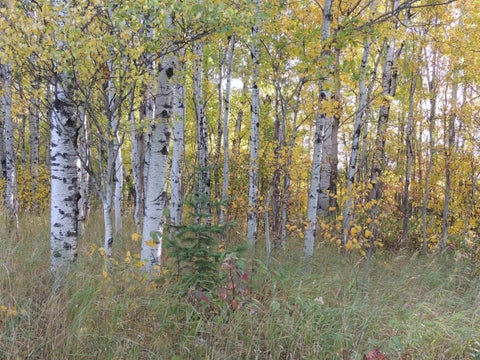 Photo of XB Brandon Ln, Grand Marais, MN 55604 (MLS # 6128285)