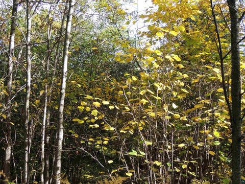Tiny photo for XB Brandon Ln, Grand Marais, MN 55604 (MLS # 6128285)