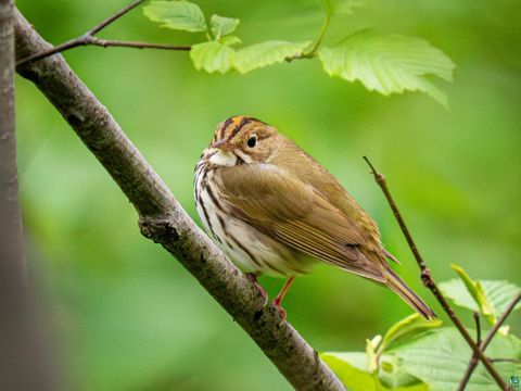 Tiny photo for 2437 Hwy 3, Two Harbors, MN 55616 (MLS # 6123511)