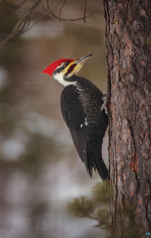 Tiny photo for 2437 Hwy 3, Two Harbors, MN 55616 (MLS # 6123511)