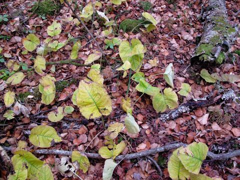 Tiny photo for 4 Devilfish Lk Access Rd, Hovland, MN 55606 (MLS # 6122628)