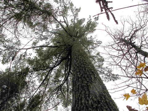 Tiny photo for 4 Devilfish Lk Access Rd, Hovland, MN 55606 (MLS # 6122628)