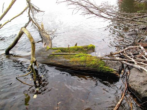 Tiny photo for 4 Devilfish Lk Access Rd, Hovland, MN 55606 (MLS # 6122628)