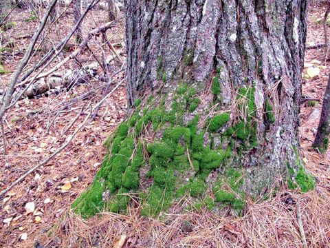 Tiny photo for 4 Devilfish Lk Access Rd, Hovland, MN 55606 (MLS # 6122628)