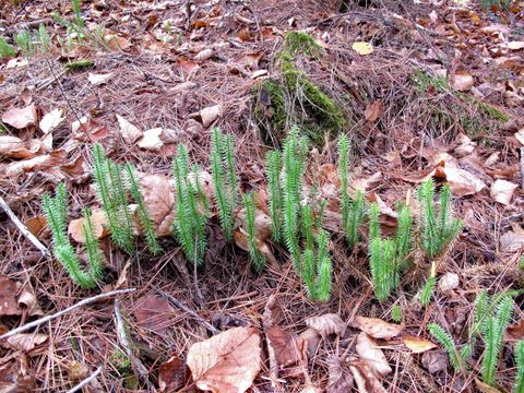 Tiny photo for 4 Devilfish Lk Access Rd, Hovland, MN 55606 (MLS # 6122628)