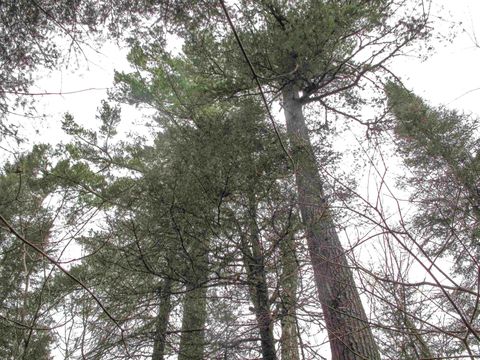 Tiny photo for 4 Devilfish Lk Access Rd, Hovland, MN 55606 (MLS # 6122628)