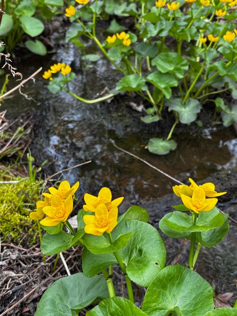 Tiny photo for 71 Murphy Dr, Grand Marais, MN 55604 (MLS # 6123088)