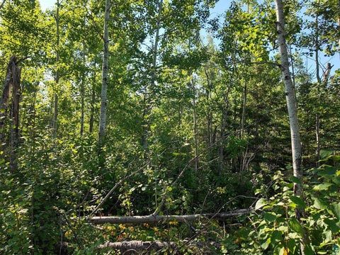 Tiny photo for XXX Caspers Hill Rd, Grand Marais, MN 55604 (MLS # 6127625)