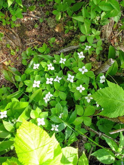 Tiny photo for 5640 County Rd 35, Lutsen, MN 55612 (MLS # 6127462)