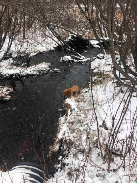 Tiny photo for 3382 God's Wilderness Rd, Finland, MN 55603 (MLS # 6127844)