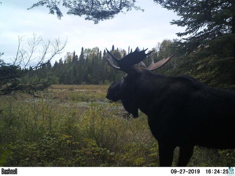 Tiny photo for 3382 God's Wilderness Rd, Finland, MN 55603 (MLS # 6127844)