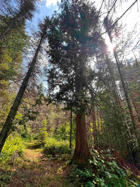 Tiny photo for 3382 God's Wilderness Rd, Finland, MN 55603 (MLS # 6127844)
