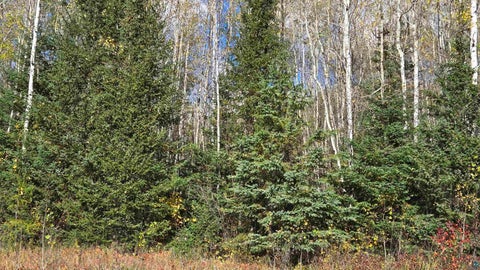Tiny photo for 289 Rangeline Rd, Orr, MN 55771 (MLS # 6128393)