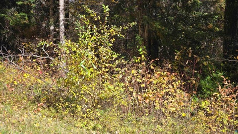 Tiny photo for 289 Rangeline Rd, Orr, MN 55771 (MLS # 6128393)