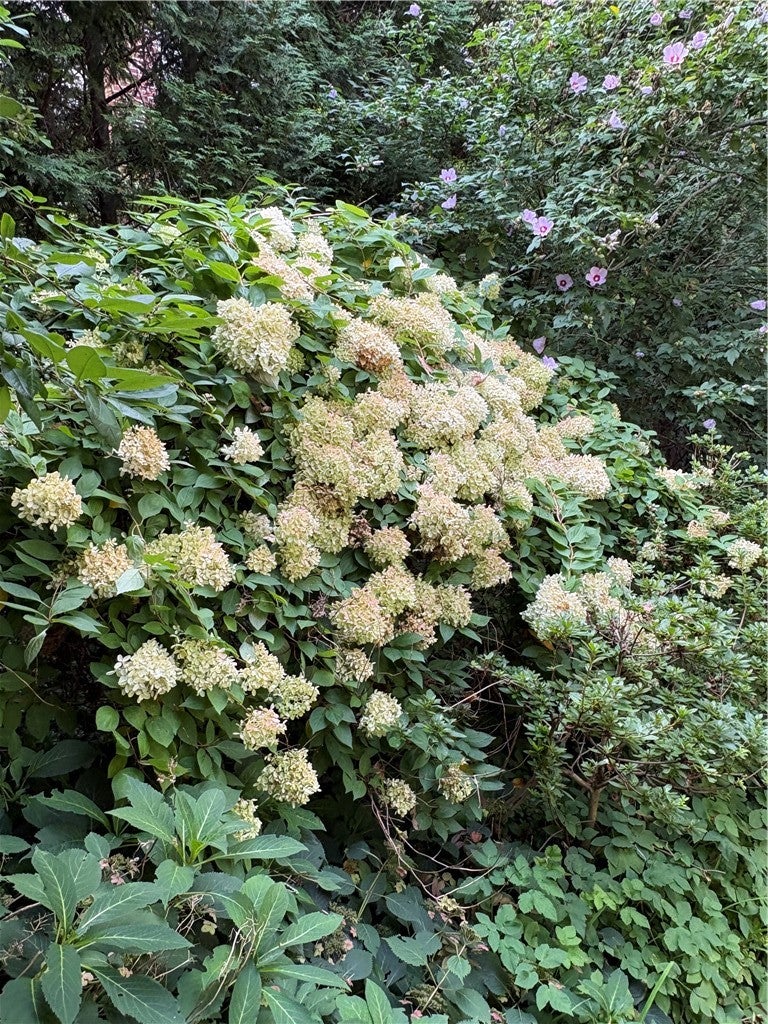 65 Hedgegrow Drive
