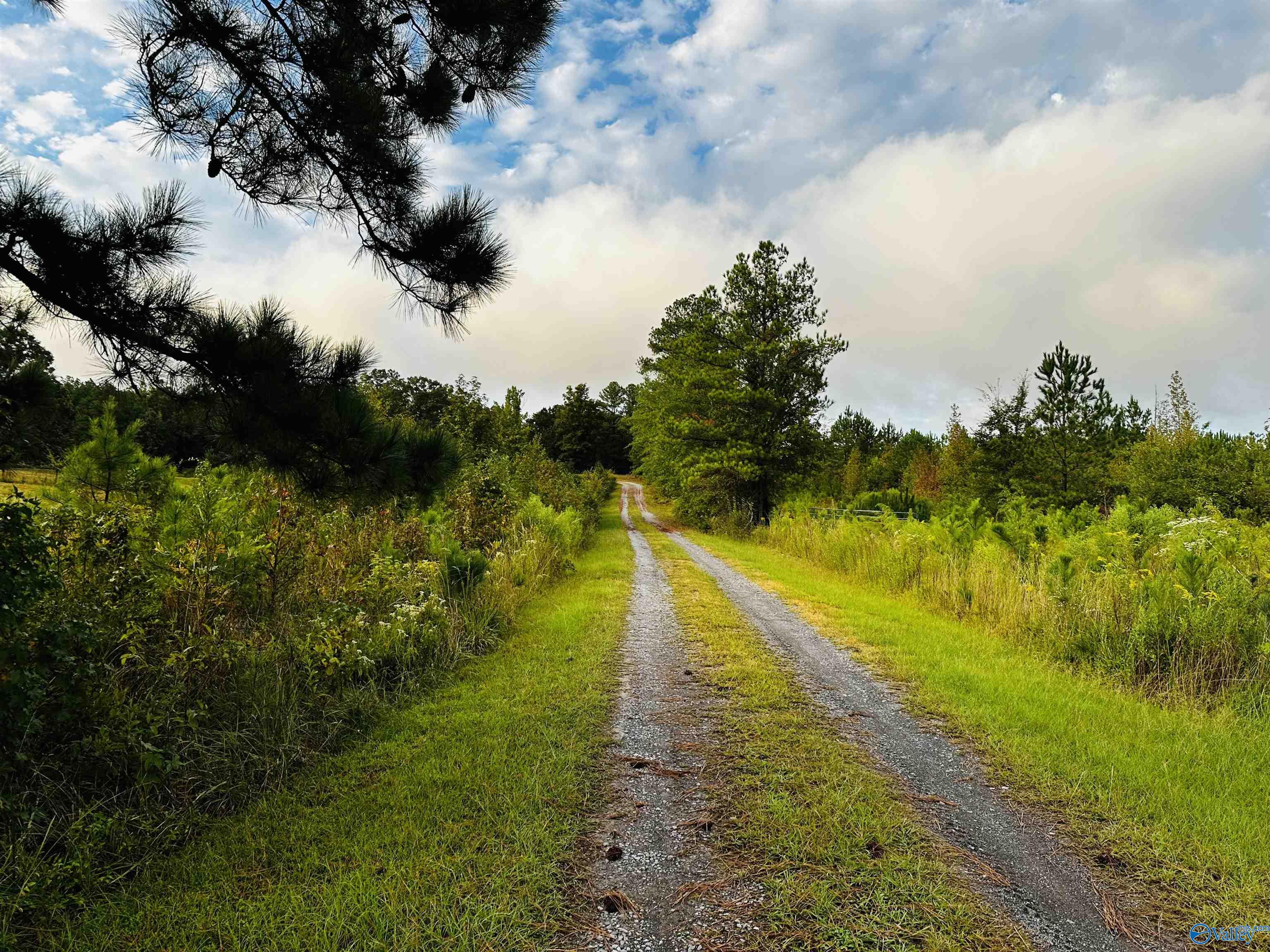 1941 County Road 14, Piedmont, Alabama image 4