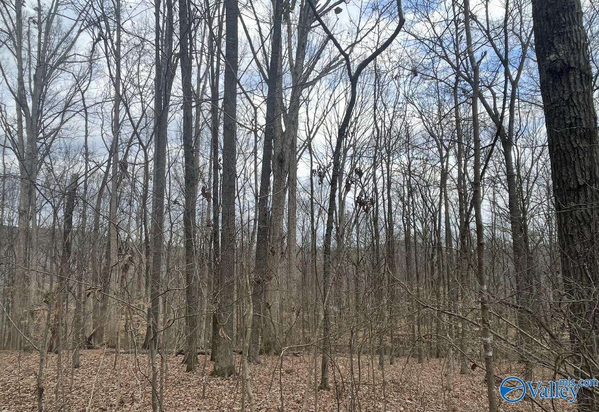 153 Edgewood Lane, Guntersville, Alabama image 15
