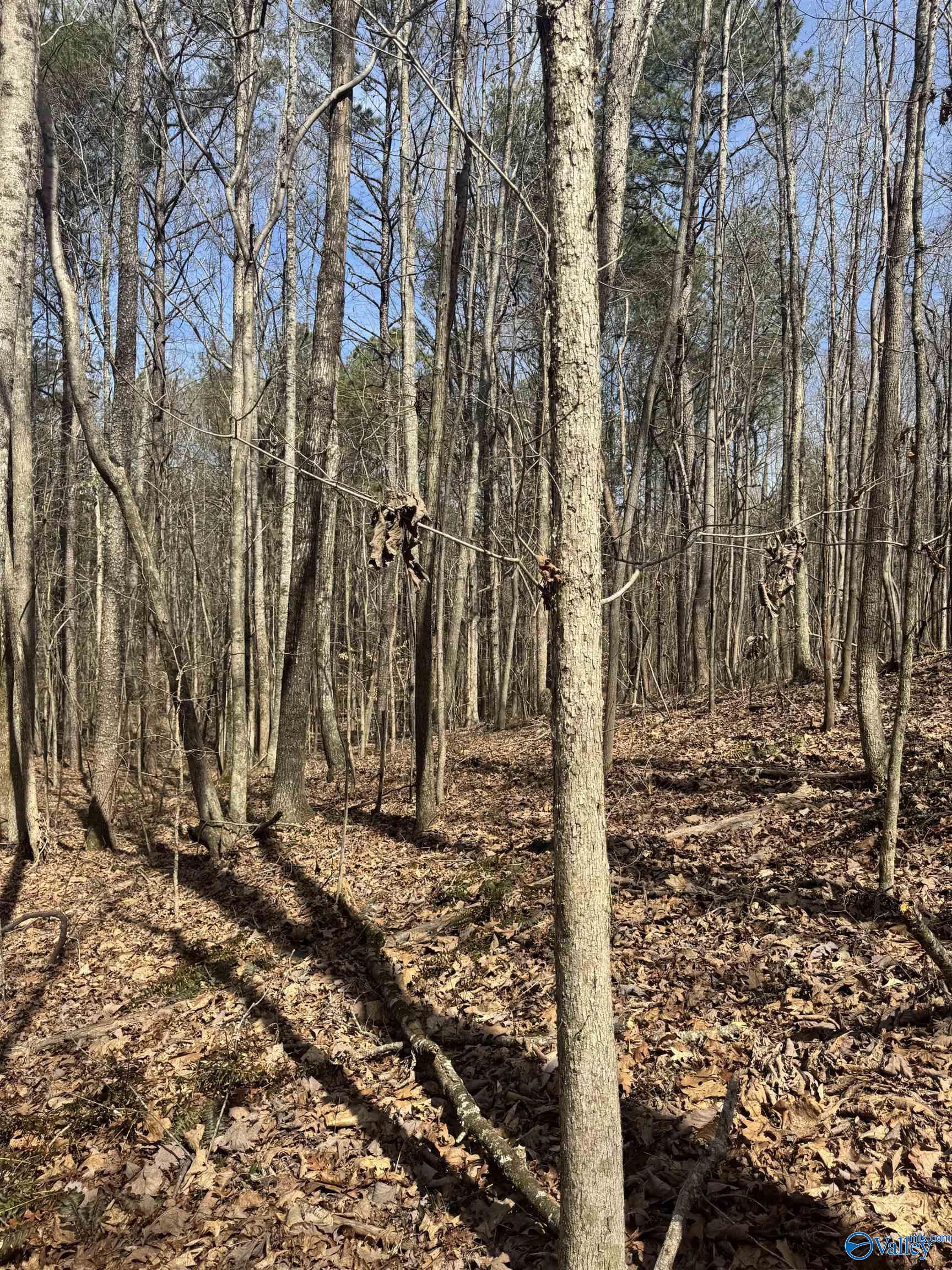 Lot 18 County Road 822, Collinsville, Alabama image 11