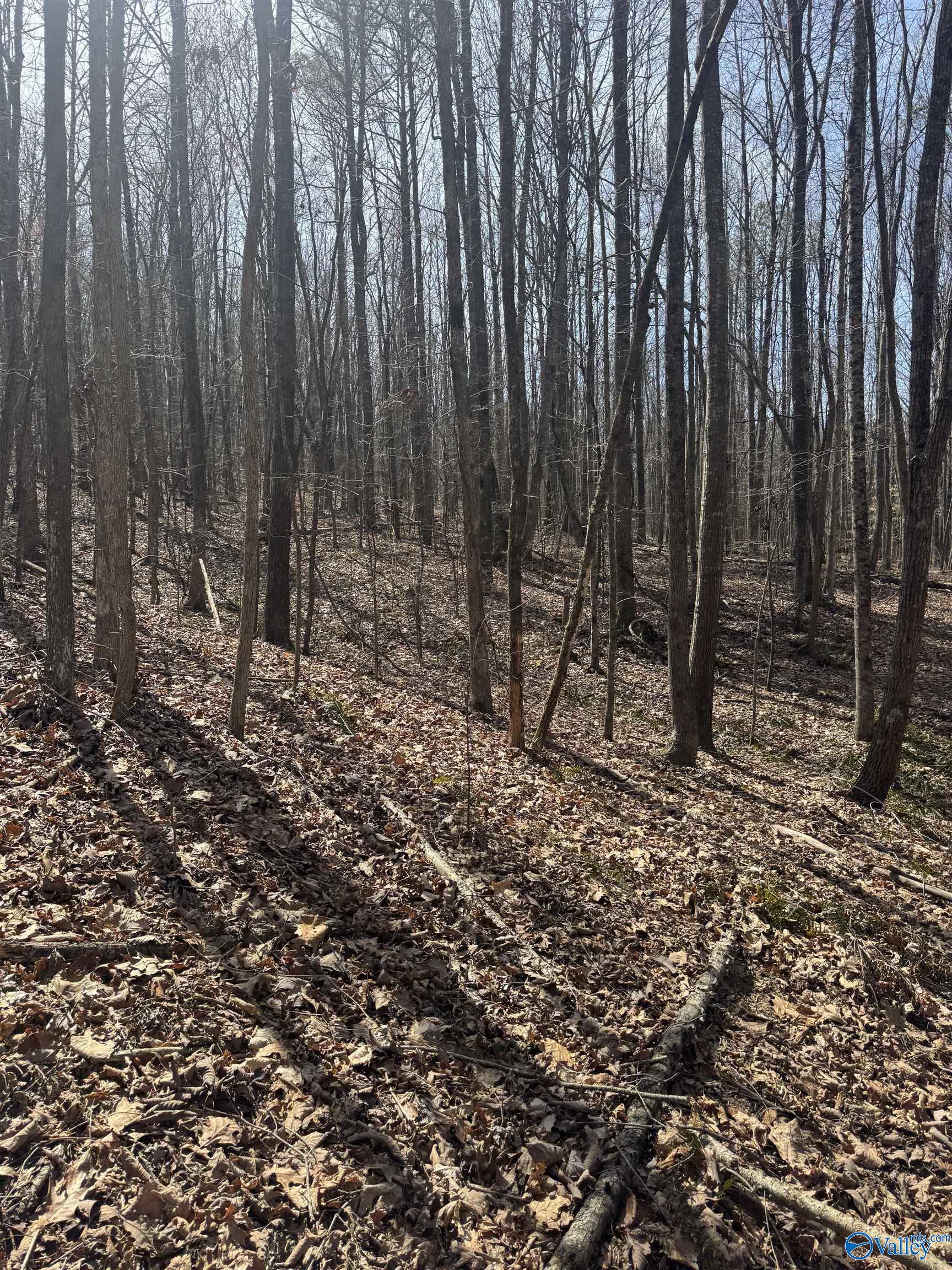 Lot 18 County Road 822, Collinsville, Alabama image 10
