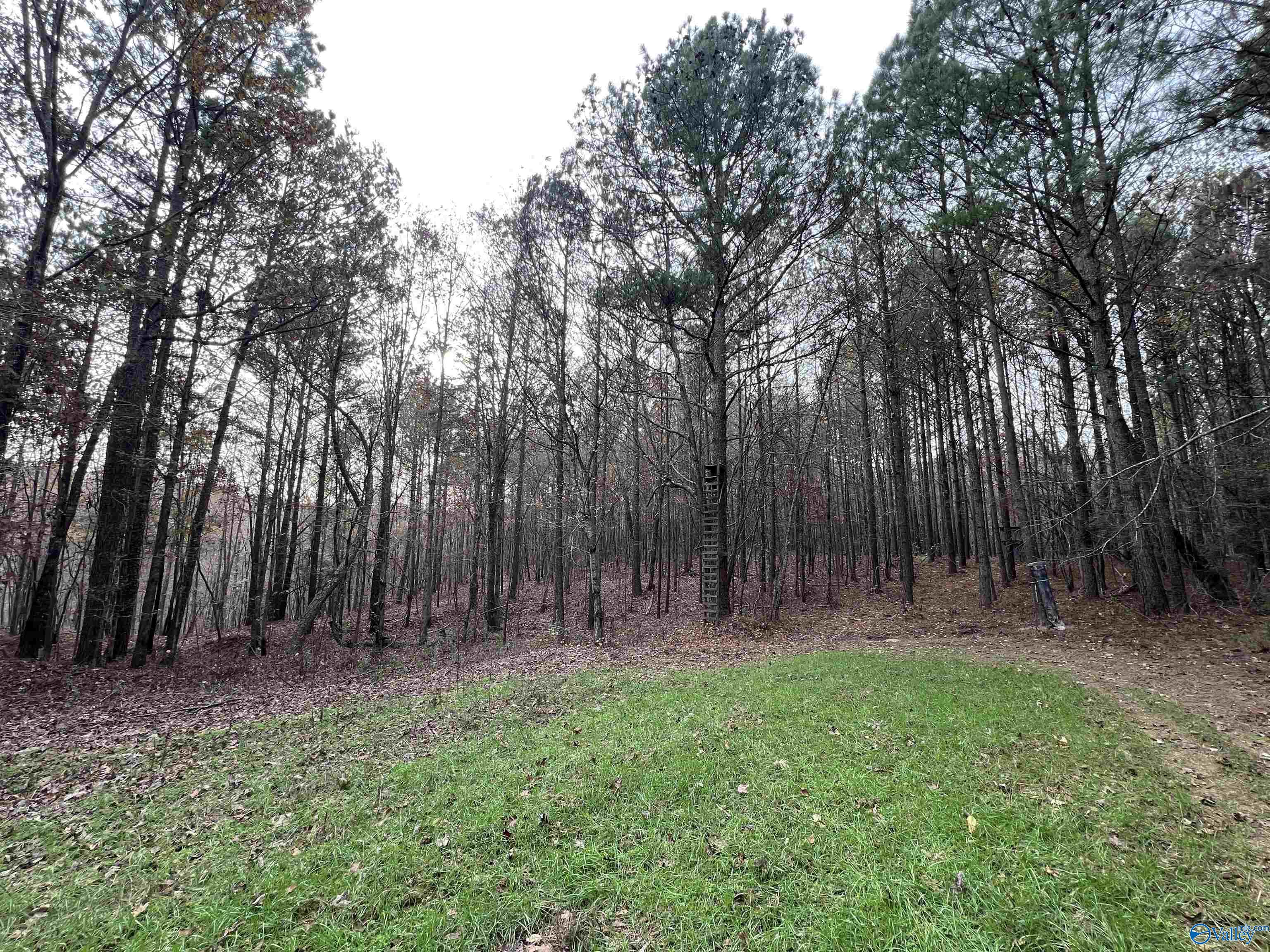 279 AC Sligo Road, Boaz, Alabama image 8