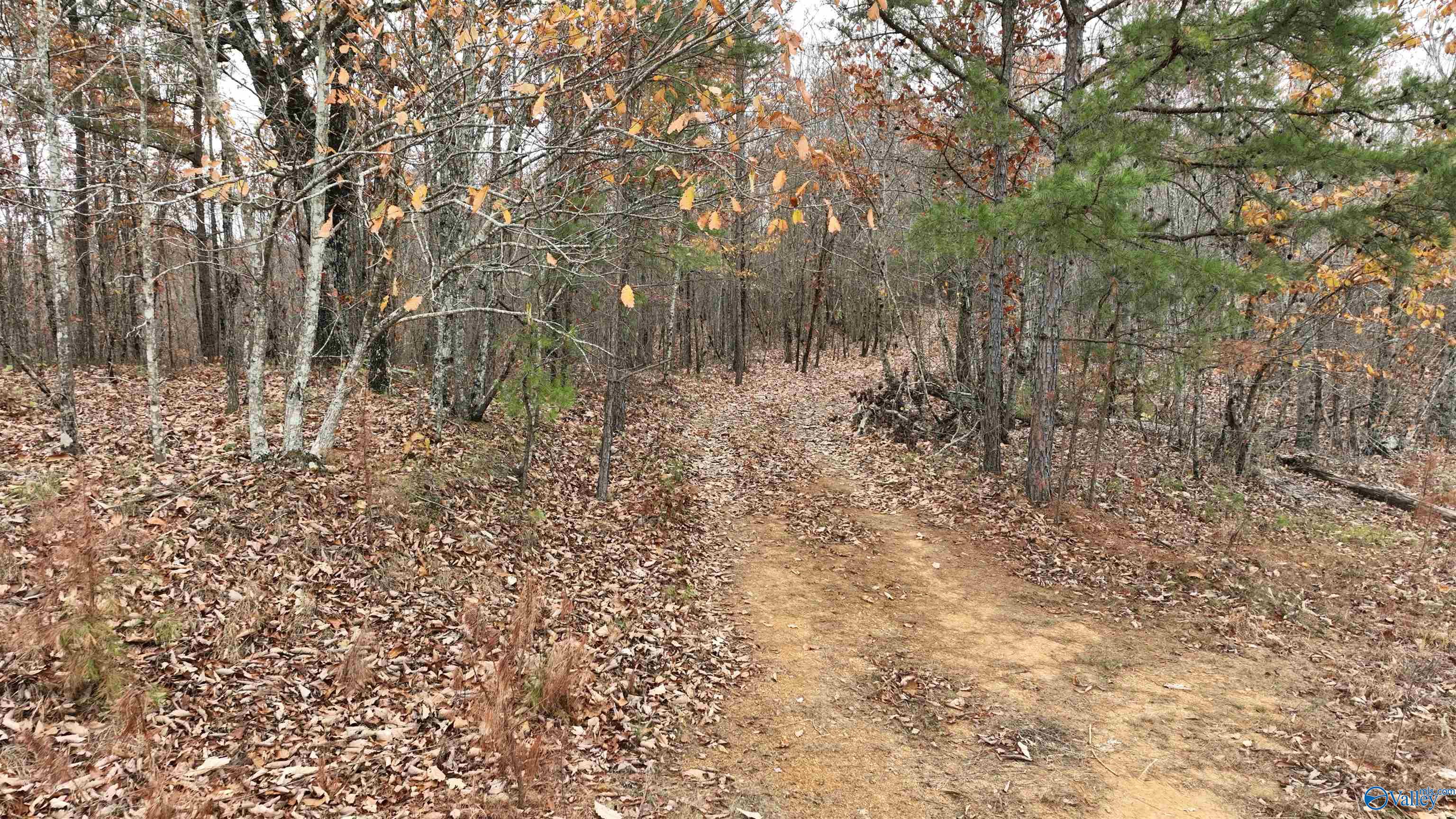 279 AC Sligo Road, Boaz, Alabama image 5