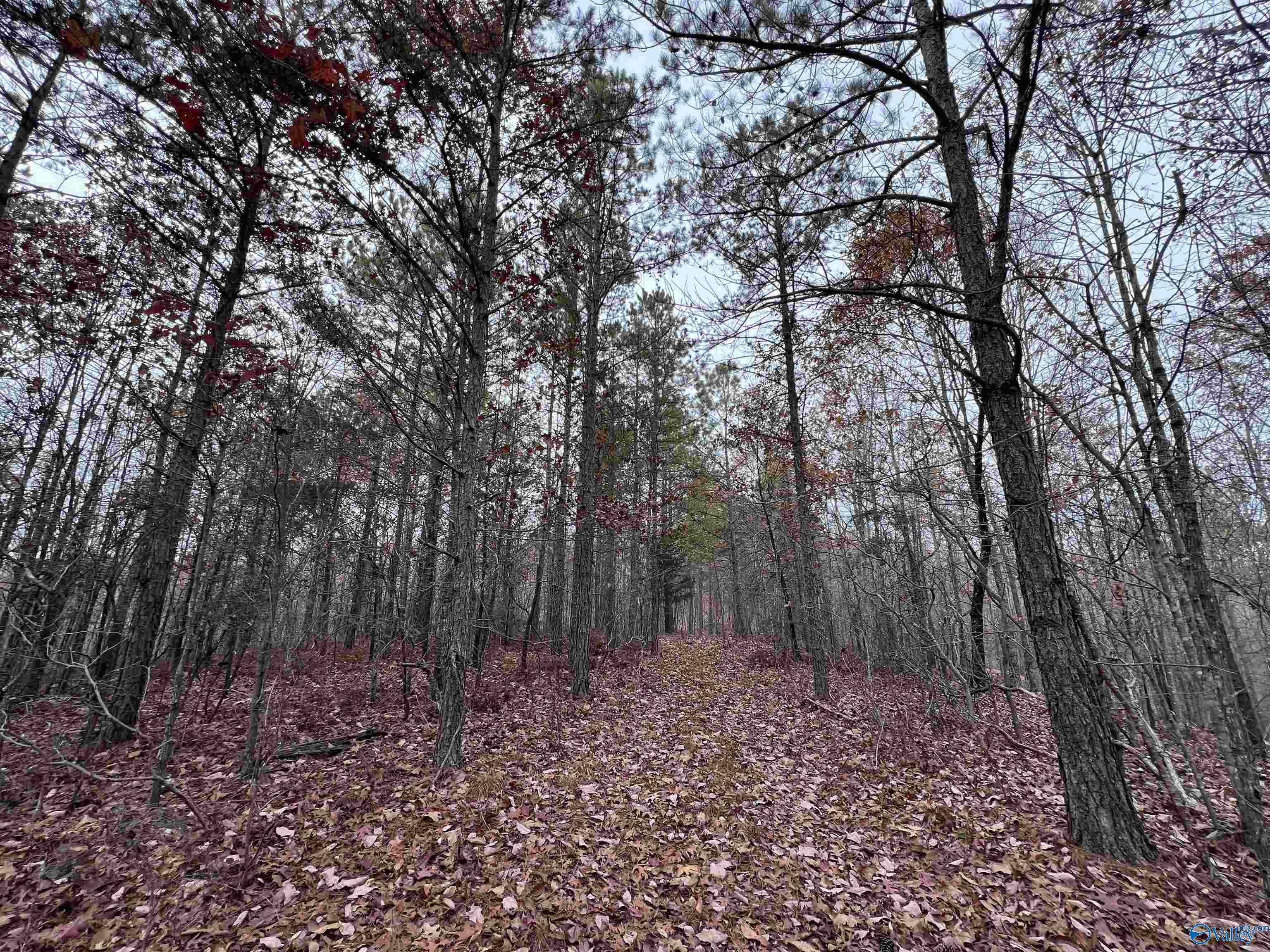 279 AC Sligo Road, Boaz, Alabama image 16