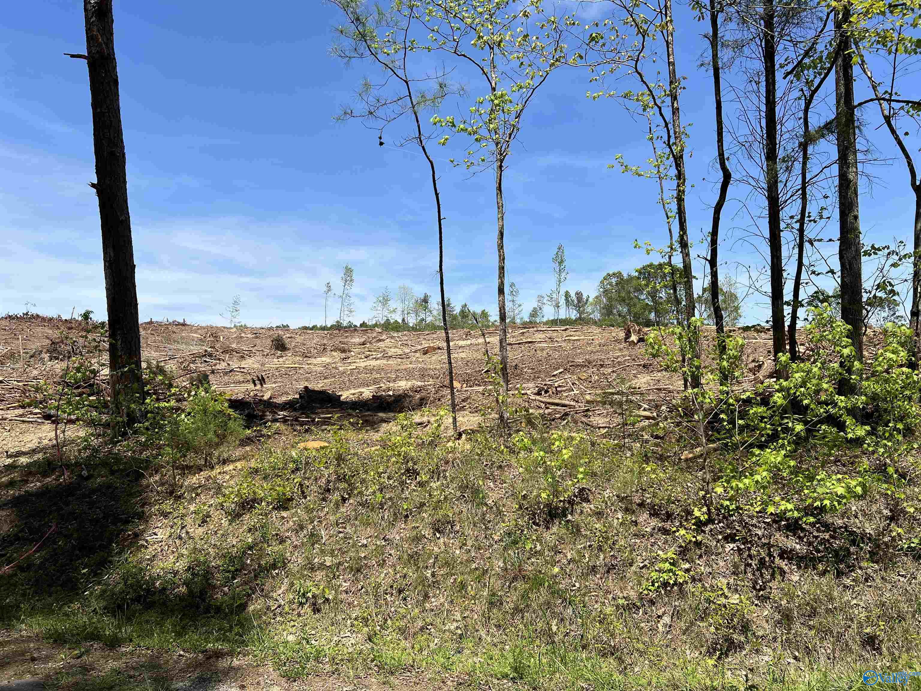 35 Acres Hwy 35, Gaylesville, Alabama image 1