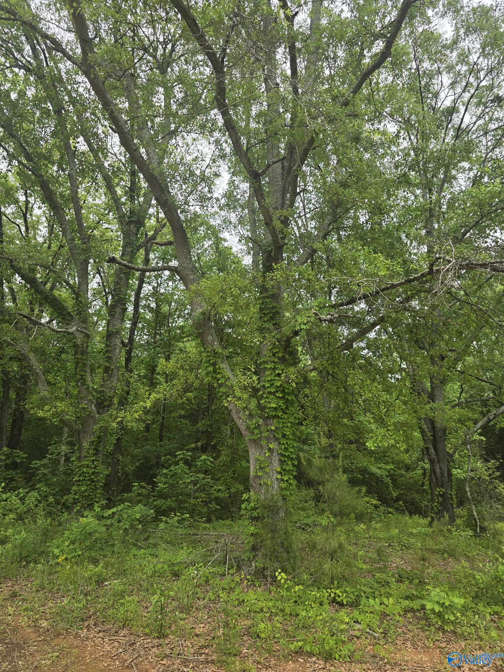 23898 County Road 460, Trinity, Alabama image 3