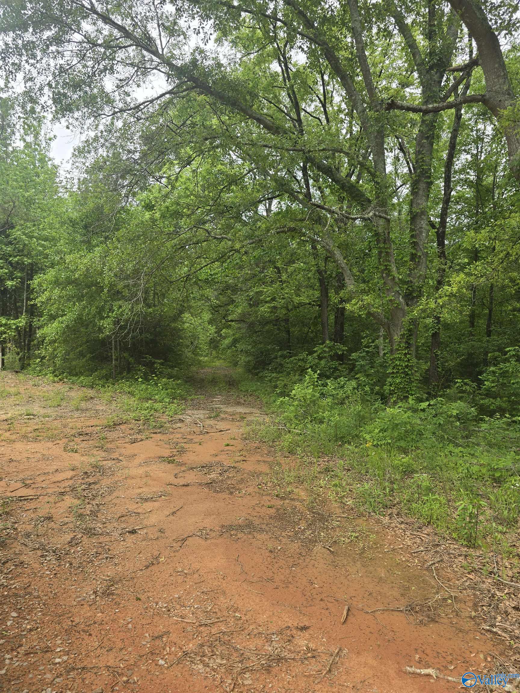 23898 County Road 460, Trinity, Alabama image 4