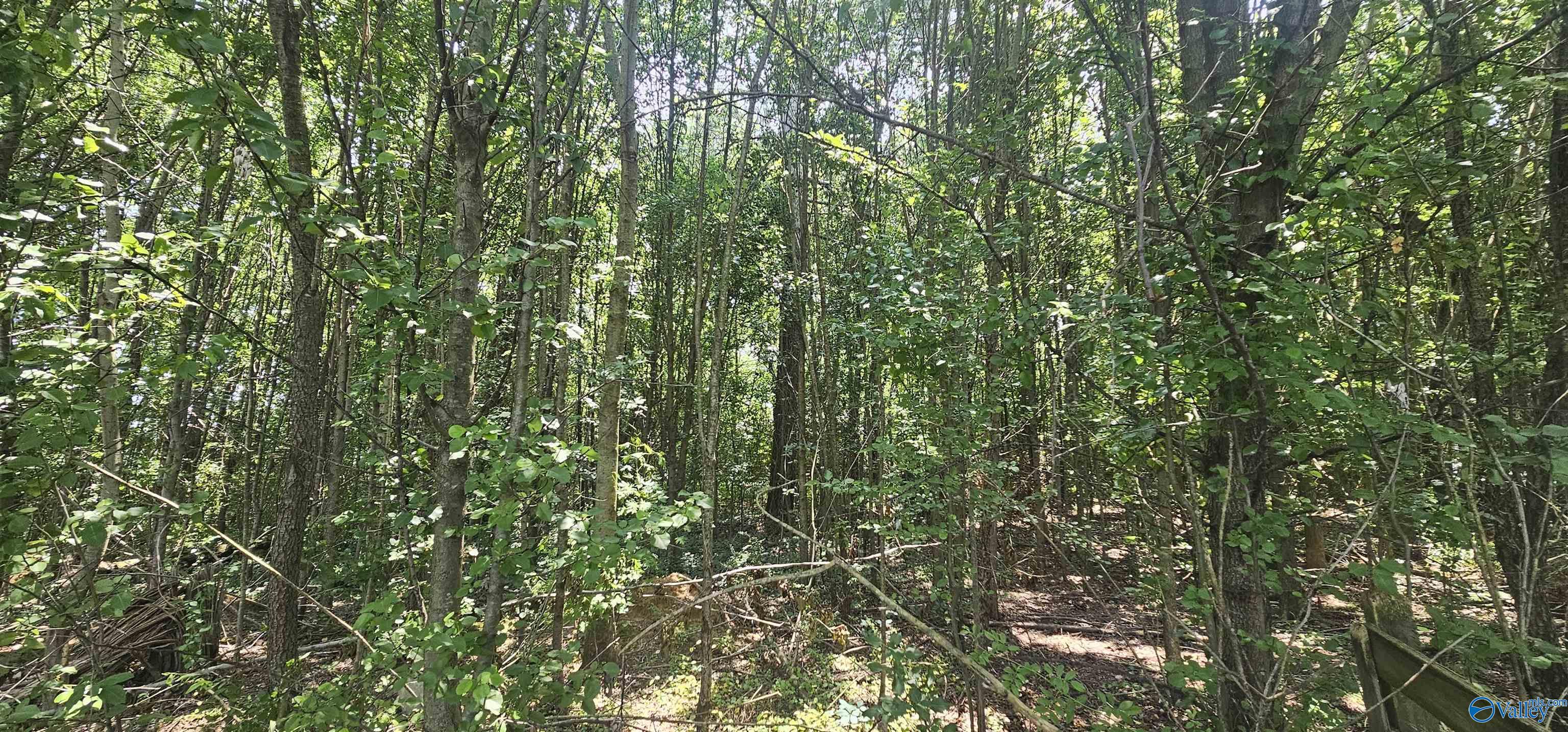 517 3rd Street, Sylvania, Alabama image 1