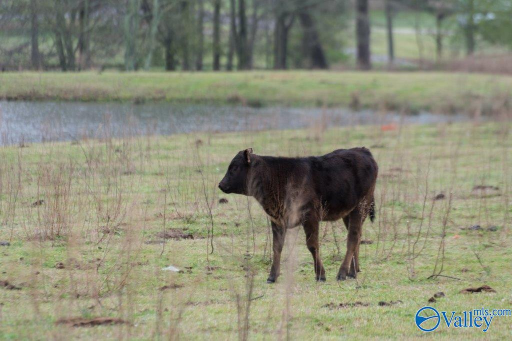 58 Jack Street, Boaz, Alabama image 11