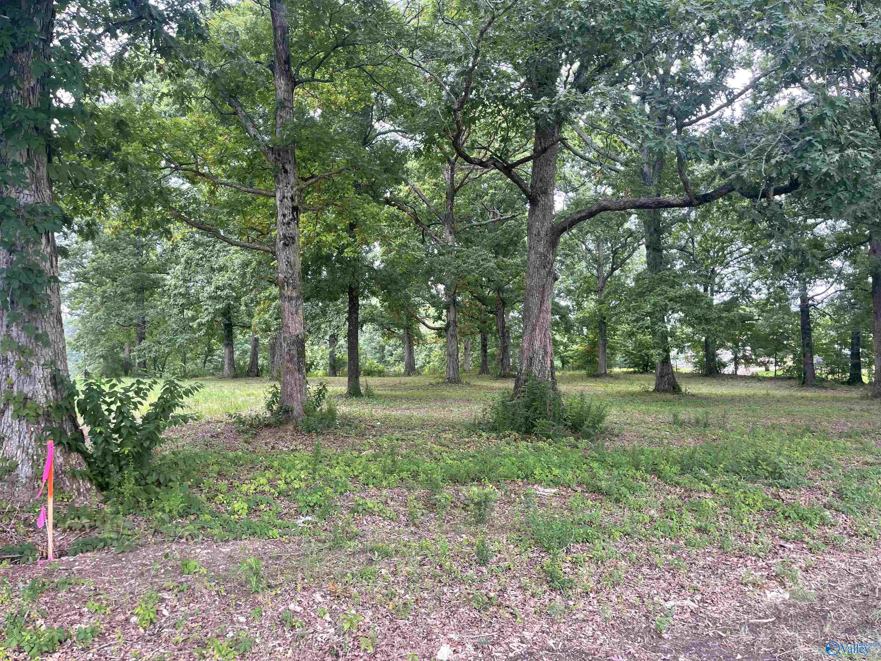 Lot 33 County Road 279, Moulton, Alabama image 3