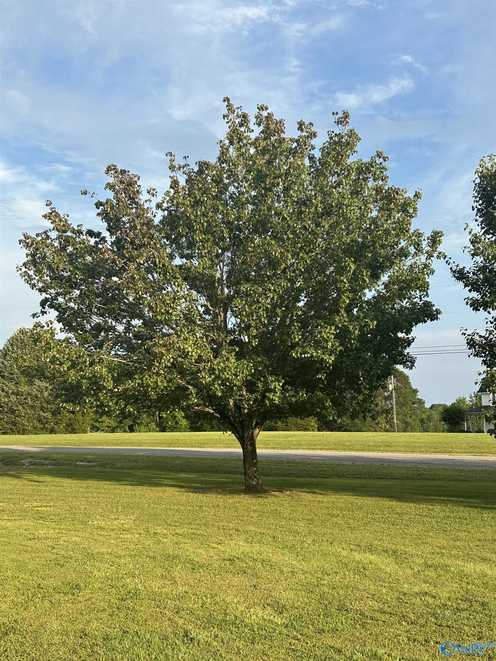 20 County Road 358, Trinity, Alabama image 3