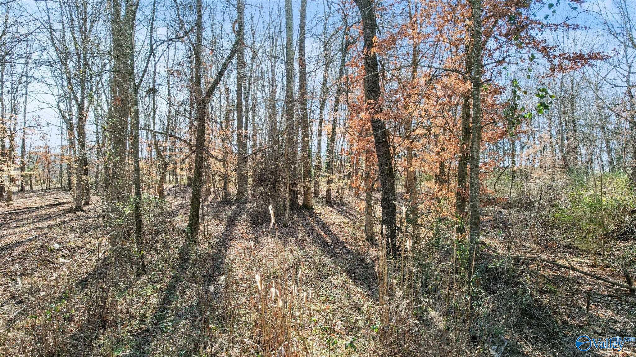 244 Poplar Springs Drive, Rogersville, Alabama image 6