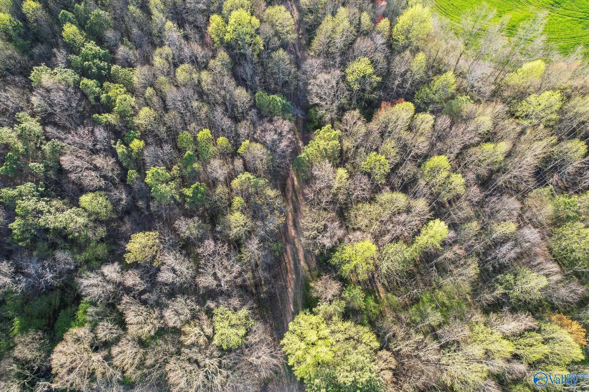 30 Acres County Road 1908, Albertville, Alabama image 10