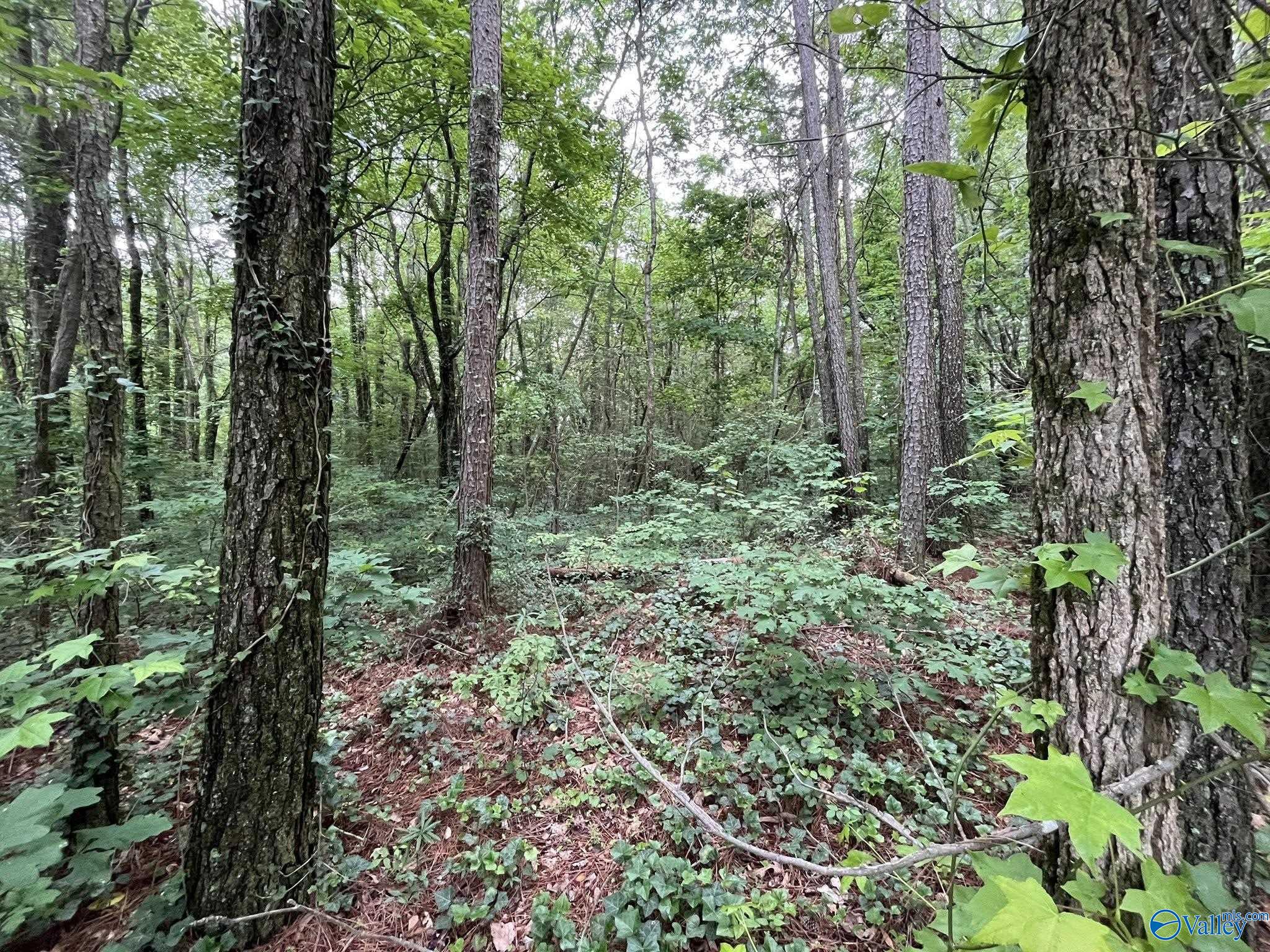 0.83 Oakhill Road, Fort Payne, Alabama image 3