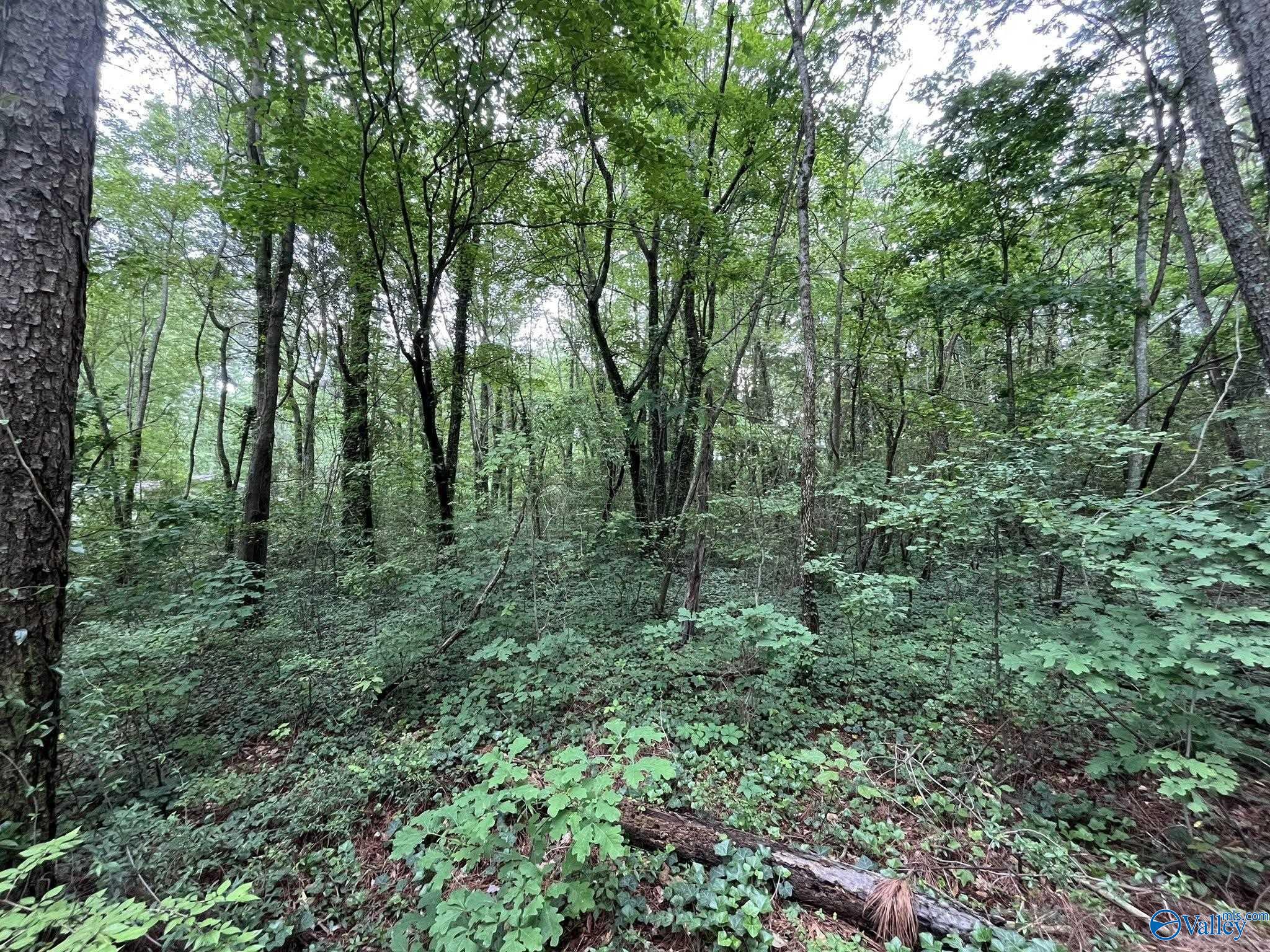 0.83 Oakhill Road, Fort Payne, Alabama image 4