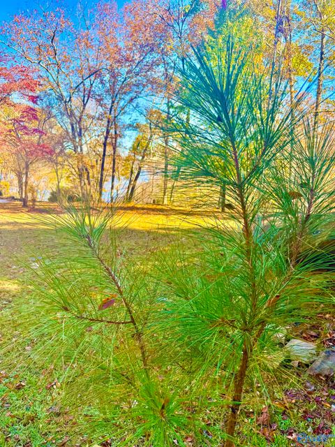 Vacant Land For Sale - .71 ACRES County Road 129<br/> Cullman County, Bremen, AL 35033