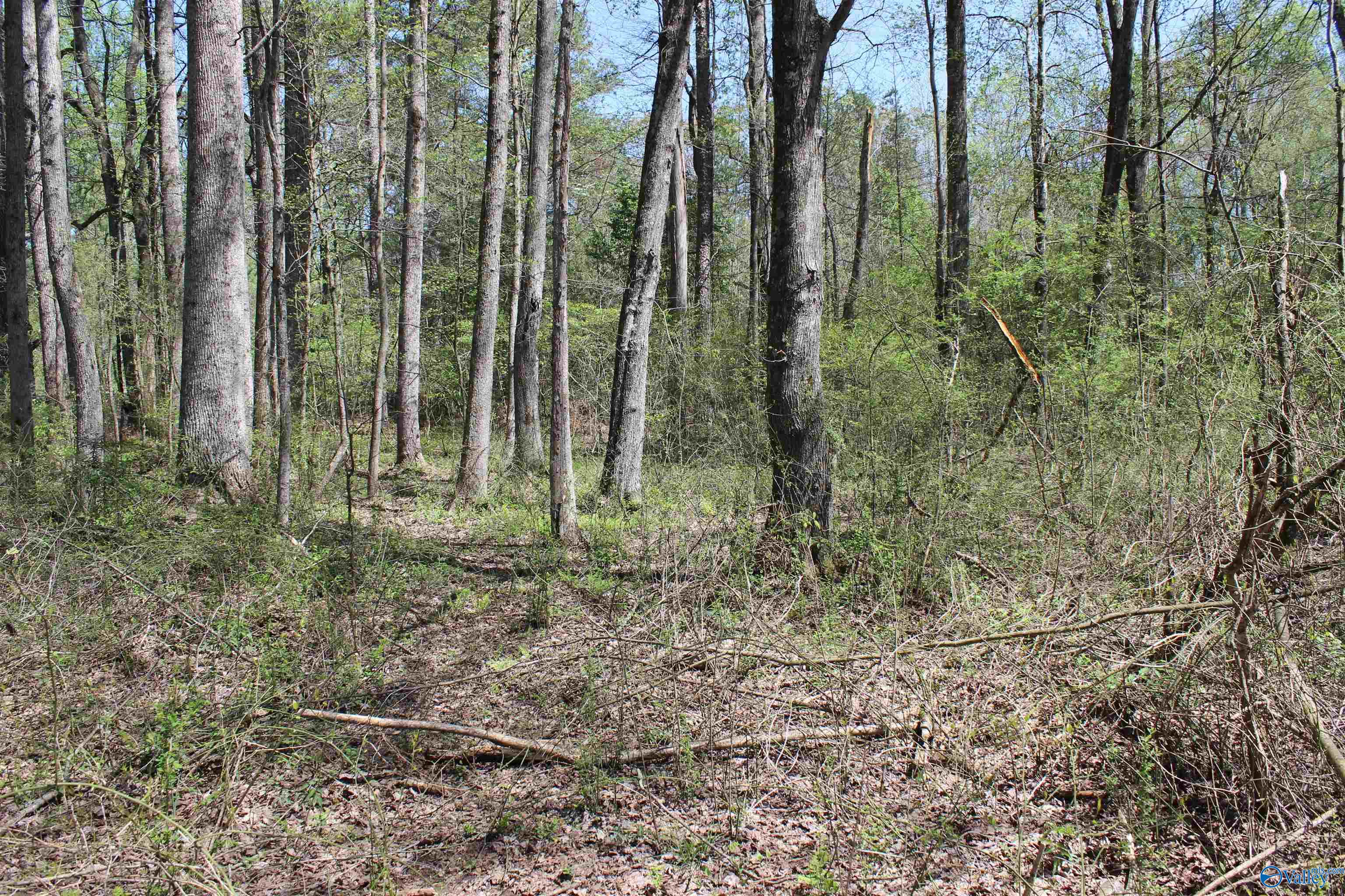 4.8 County Road 122, Fort Payne, Alabama image 7