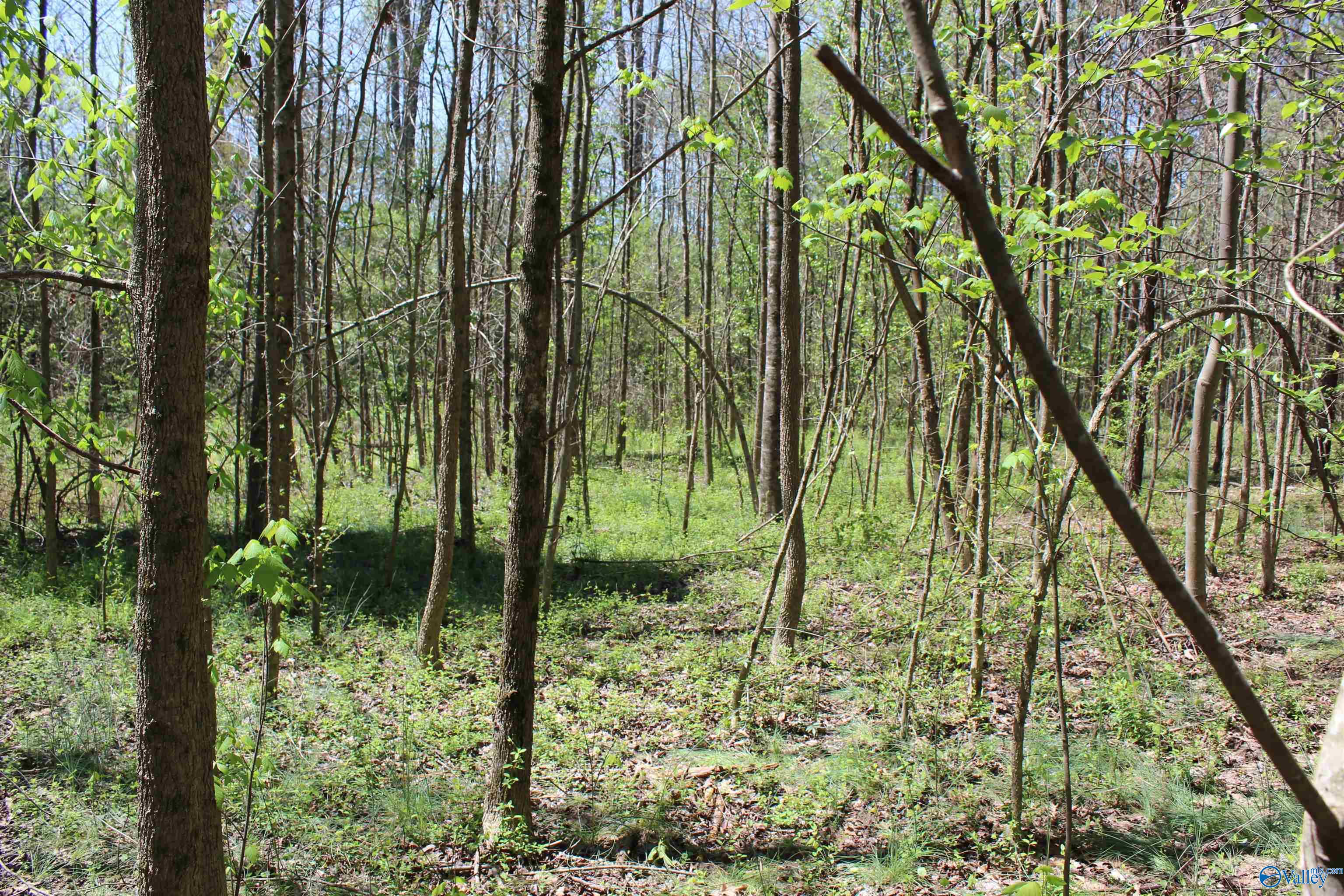 4.8 County Road 122, Fort Payne, Alabama image 4