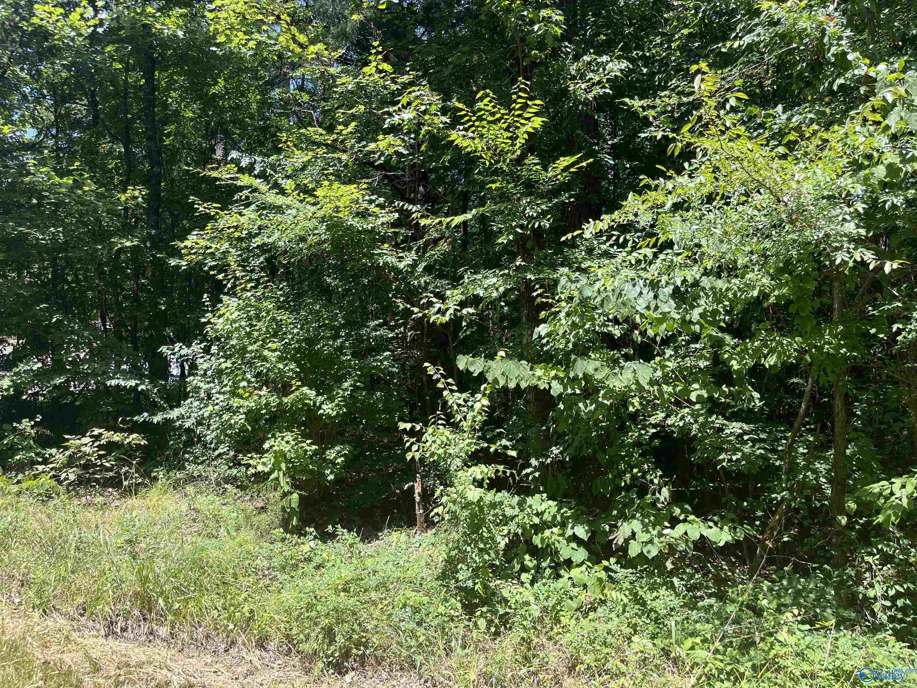 23 Acres Tanglewood Trail, Hokes Bluff, Alabama image 3