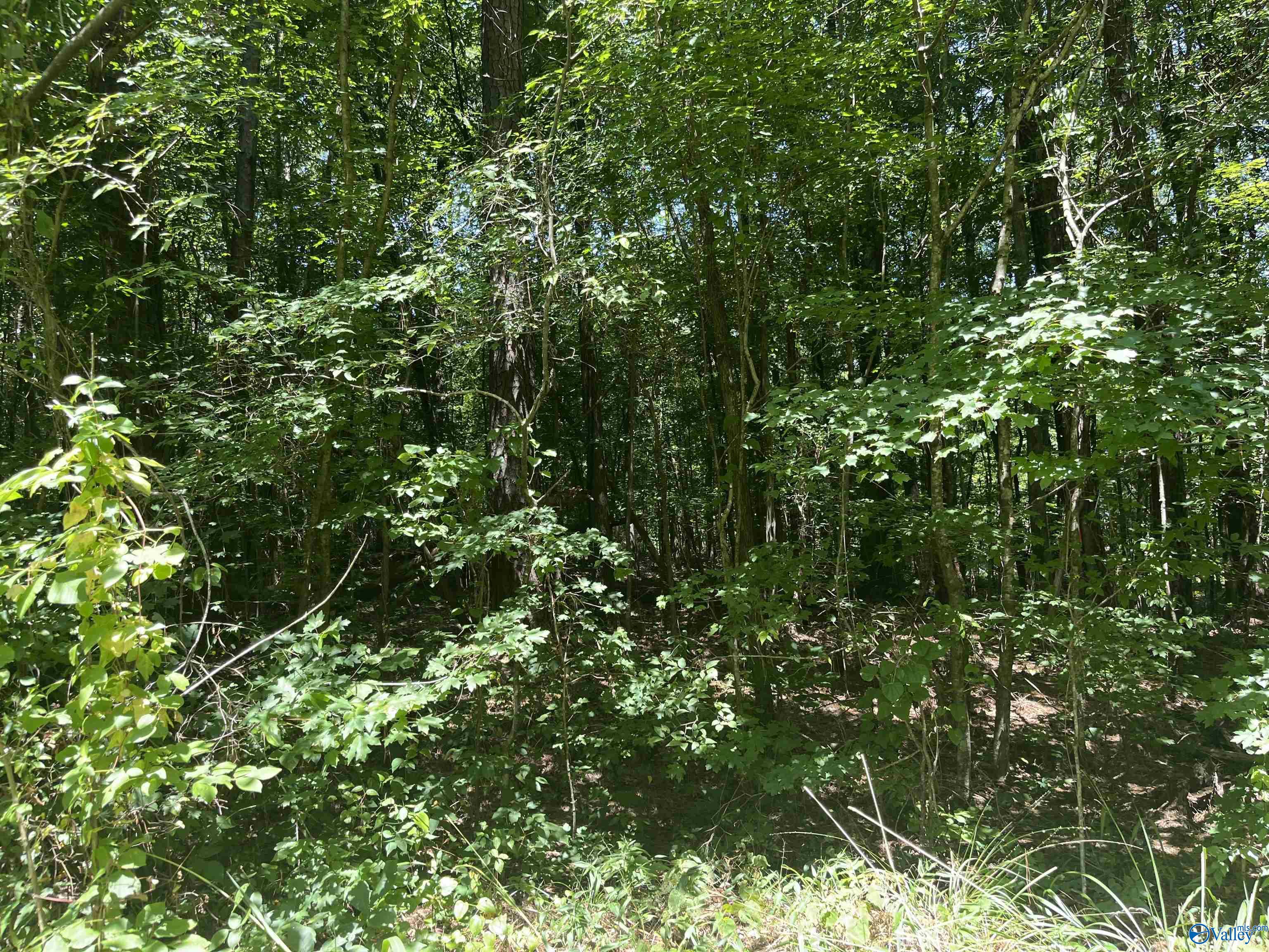 23 Acres Tanglewood Trail, Hokes Bluff, Alabama image 2