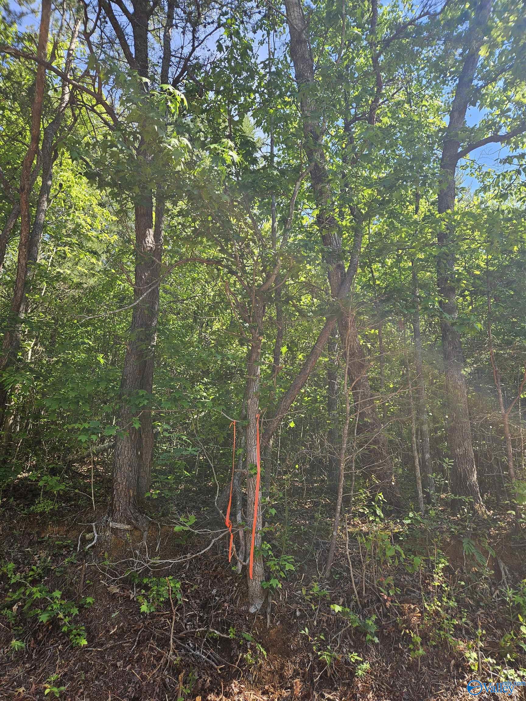 Lot 2 County Road 60, Gaylesville, Alabama image 1