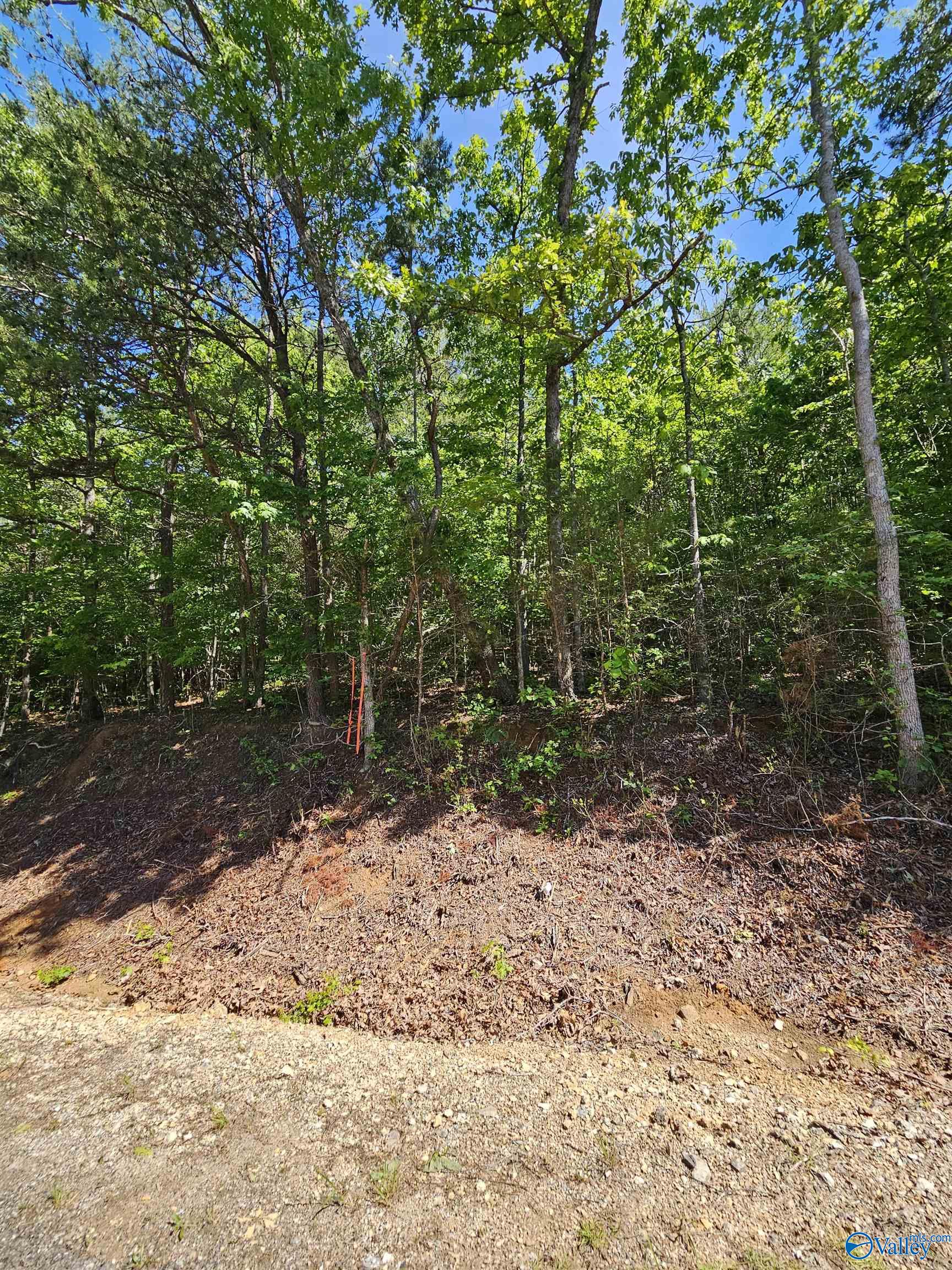 Lot 2 County Road 60, Gaylesville, Alabama image 2
